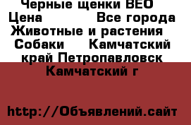 Черные щенки ВЕО › Цена ­ 5 000 - Все города Животные и растения » Собаки   . Камчатский край,Петропавловск-Камчатский г.